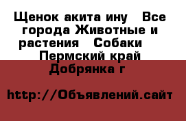 Щенок акита ину - Все города Животные и растения » Собаки   . Пермский край,Добрянка г.